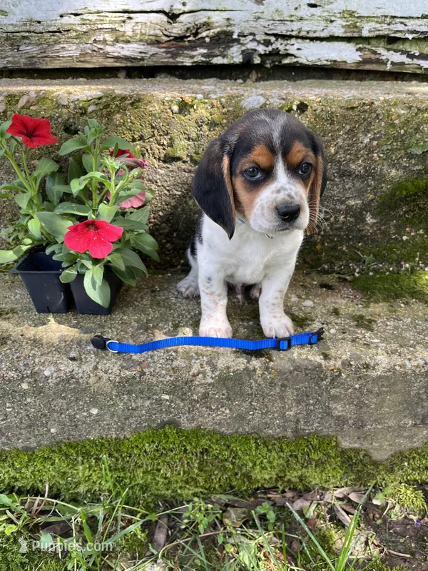 Blue – Beagle puppy for sale in Richland, MO