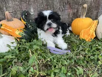 Kit purple, a female Shih Tzu for sale in Richland, MO – 3 of 3