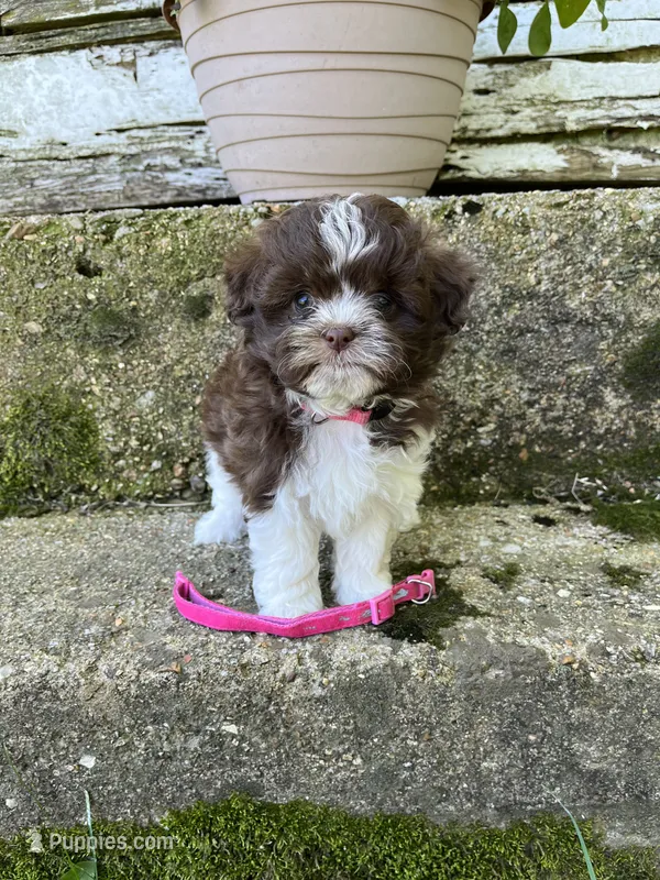 Teddy bear pink  – Bichon Frise, Shih Tzu puppy for sale in Richland, MO