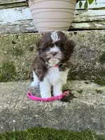 Teddy bear pink , a female Bichon Frise and Shih Tzu for sale in Richland, MO – 1 of 2