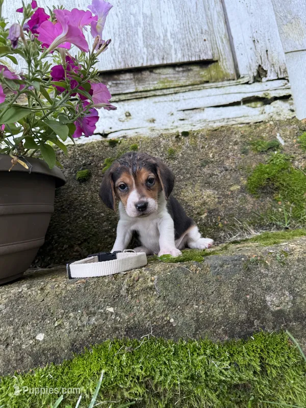 White  – Beagle puppy for sale in Richland, MO
