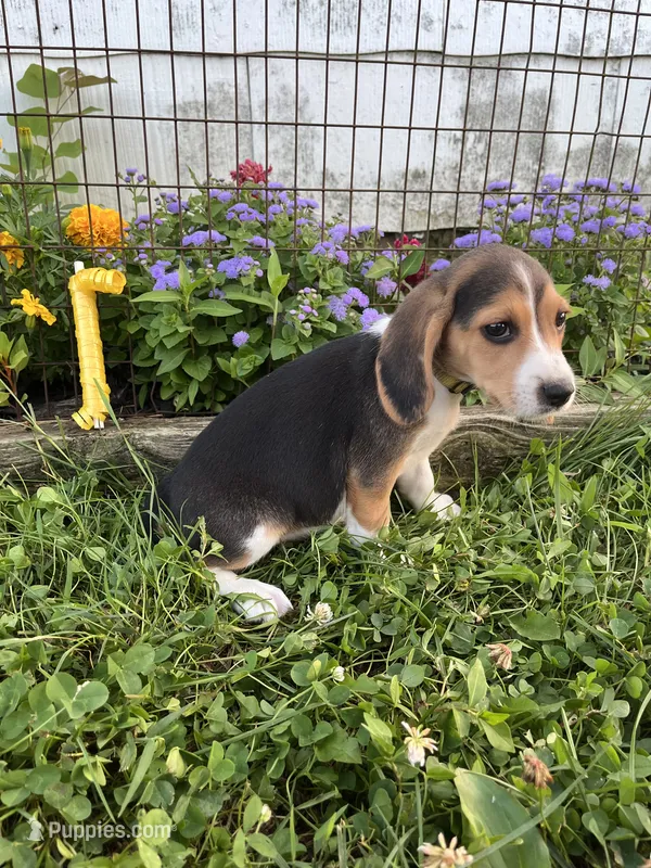 Yellow – Beagle puppy for sale in Richland, MO