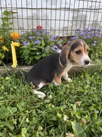 Yellow, a male Beagle for sale in Richland, MO – 1 of 2