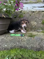 Green, a male Beagle for sale in Richland, MO – 3 of 3