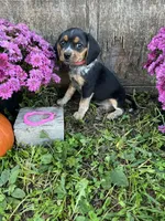 Tick - pink , a female Beagle for sale in Richland, MO – 2 of 2