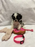 Susie -Pink, a female Bichon Frise and Shih Tzu for sale in Richland, MO – 3 of 3