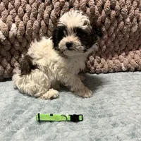 green, a male Shichon for sale in Richland, MO – Photo 3 of 3