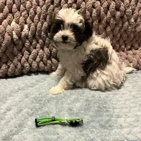 green, a male Shichon for sale in Richland, MO – Photo 2 of 3