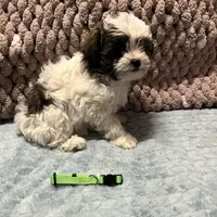 green, a male Shichon for sale in Richland, MO – Photo 1 of 3