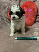 Susie green, a male Shichon for sale in Richland, MO – Photo 3 of 3