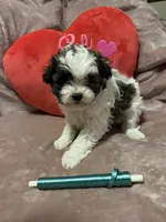 Susie green, a male Shichon for sale in Richland, MO – Photo 2 of 3