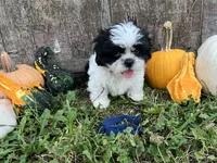 Kit -dark blue, a male Shih Tzu for sale in Richland, MO – 2 of 3