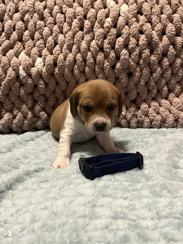 Blue – Beagle puppy for sale in Richland, MO
