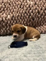 Blue, a male Beagle for sale in Richland, MO – Photo 2 of 2