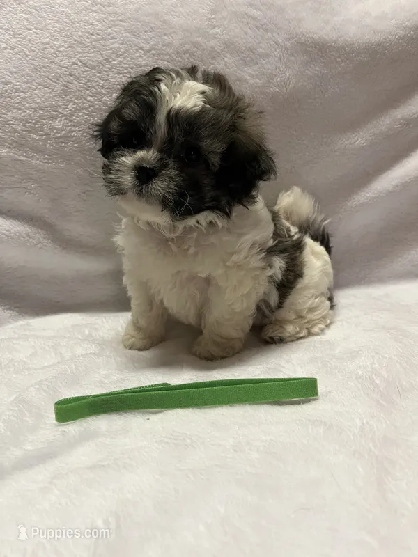 Emma- Green – Bichon Frise, Shih Tzu puppy for sale in Richland, MO