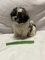 Emma- Green, a female Bichon Frise and Shih Tzu for sale in Richland, MO – 1 of 3