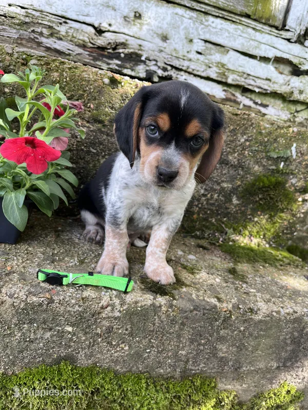 Green – Beagle puppy for sale in Richland, MO