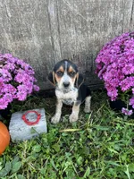 Tick - red, a male Beagle for sale in Richland, MO – 2 of 2