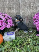 Tick- Purple, a female Beagle for sale in Richland, MO – 2 of 2