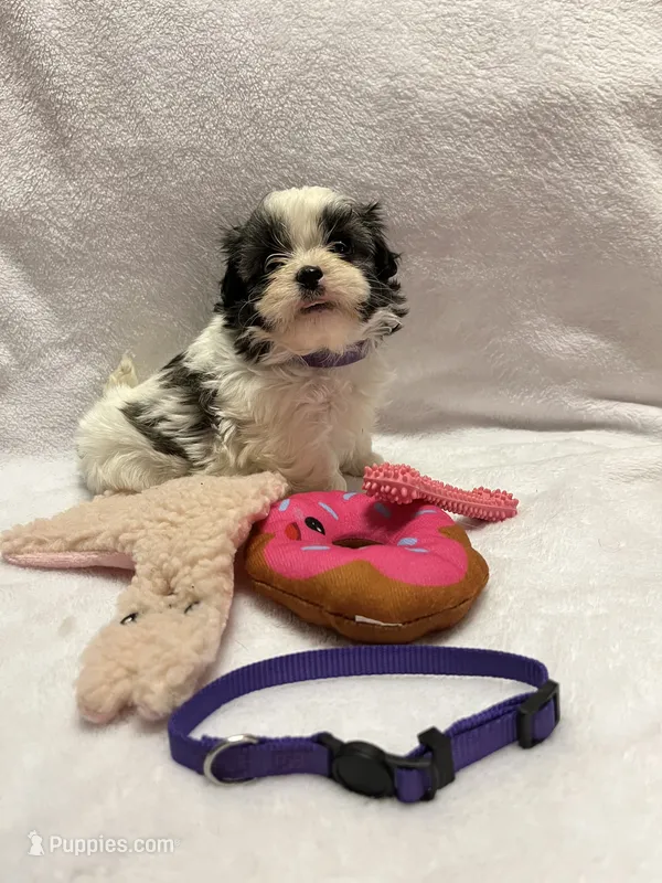 Susie- Purple – Bichon Frise, Shih Tzu puppy for sale in Richland, MO