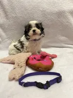 Susie- Purple, a female Bichon Frise and Shih Tzu for sale in Richland, MO – 1 of 3