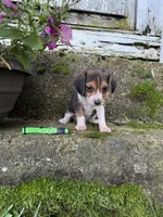 Green, a male Beagle for sale in Richland, MO – 2 of 3