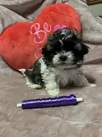 Susie purple, a female Shichon for sale in Richland, MO – Photo 1 of 3