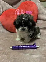 Susie purple, a female Shichon for sale in Richland, MO – Photo 2 of 3