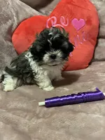 Susie purple, a female Shichon for sale in Richland, MO – Photo 3 of 3