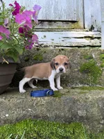 Blue, a male Beagle for sale in Richland, MO – 2 of 3