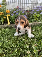 Yellow, a male Beagle for sale in Richland, MO – 2 of 2