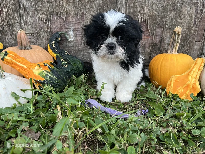Kit purple – Shih Tzu puppy for sale in Richland, MO