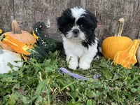 Kit purple, a female Shih Tzu for sale in Richland, MO – 1 of 3