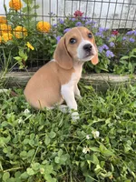 Black, a male Beagle for sale in Richland, MO – 4 of 4