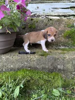 Black, a male Beagle for sale in Richland, MO – 3 of 3