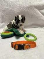 Susie - Orange, a male Bichon Frise and Shih Tzu for sale in Richland, MO – 2 of 2