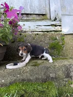 White , a male Beagle for sale in Richland, MO – 3 of 3