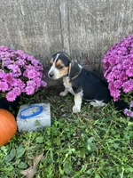 Tick- blue, a male Beagle for sale in Richland, MO – 2 of 2