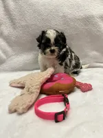 Susie -Pink, a female Bichon Frise and Shih Tzu for sale in Richland, MO – 2 of 3