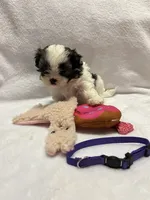 Susie- Purple, a female Bichon Frise and Shih Tzu for sale in Richland, MO – 2 of 3