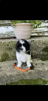 Teddy bear orange, a male Bichon Frise and Shih Tzu for sale in Richland, MO – 2 of 2