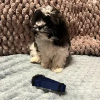 blue, a male Shichon for sale in Richland, MO – Photo 2 of 3