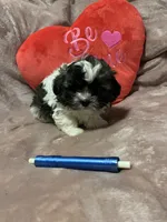 Susie blue, a male Shichon for sale in Richland, MO – Photo 2 of 3