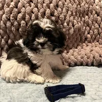 blue, a male Shichon for sale in Richland, MO – Photo 1 of 3