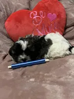 Susie blue, a male Shichon for sale in Richland, MO – Photo 3 of 3