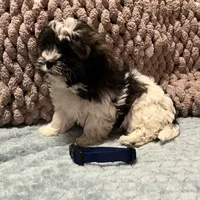 blue, a male Shichon for sale in Richland, MO – Photo 3 of 3