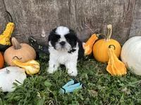 Kit light blue, a male Shih Tzu for sale in Richland, MO – 3 of 4