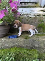 Blue, a male Beagle for sale in Richland, MO – 3 of 3