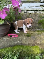 Pink, a female Beagle for sale in Richland, MO – 2 of 3