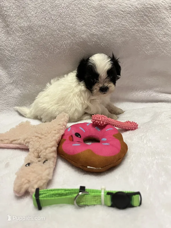 Susie- green – Bichon Frise, Shih Tzu puppy for sale in Richland, MO
